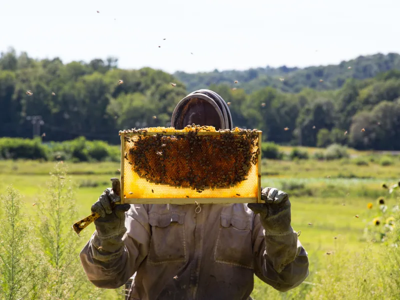 Beekeeper at Crystal Springs Resort