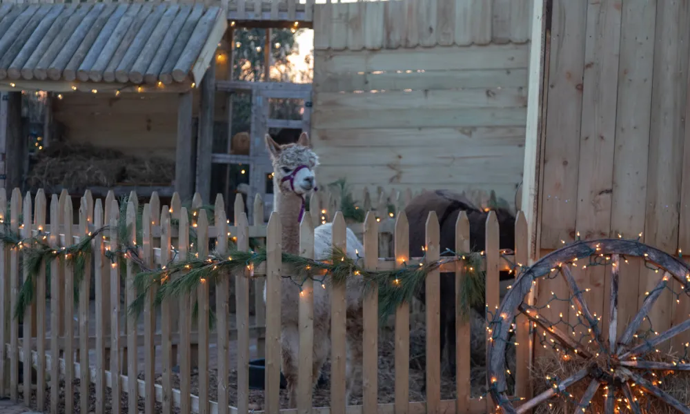 Llama in live nativity scene.