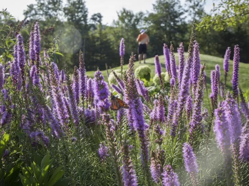 Flowers on a golf course at a resort near NYC