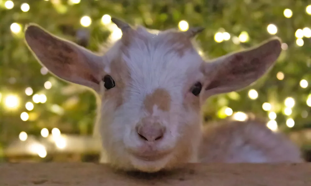 Close of up a goat.