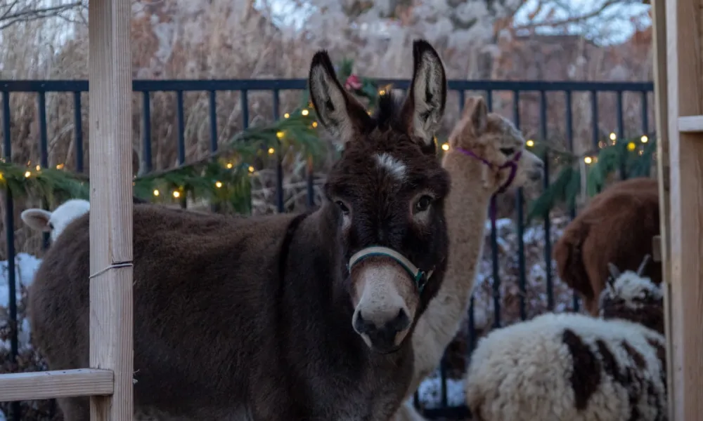 Donkey standing in live nativity scene.